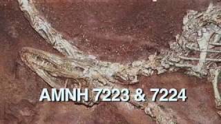 Fossils at Ghost Ranch New Mexico 2008 [upl. by Kesley]