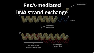 RecA mediated DNA strand exchange [upl. by Nilyahs]