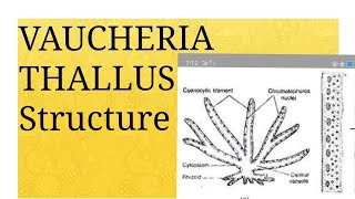 Lecture 01 VAUCHERIA Thallus Structure [upl. by Aehsal941]