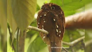 Nictibio Rufo Nyctibius bracteatus Rufous Potoo [upl. by Ruperto737]