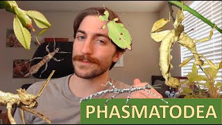 Phasmatodea Stick and Leaf Insects  Order Spotlight [upl. by Chantalle336]