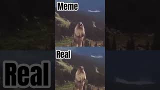 Marmot screaming Meme vs Original [upl. by Oiznun]