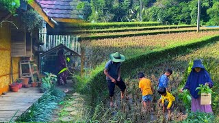 Petualangan di sawah  dapet sayuran gratis melimpah  Makan saat hujan  bikin keripik Sintrong [upl. by Assenov]