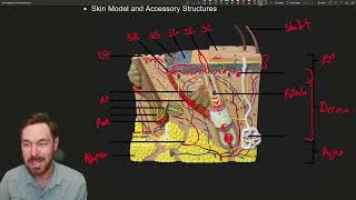 Skin Deep Anatomy and Functions of the Integumentary System [upl. by Dilaw]