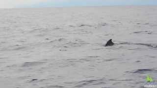 Gervais Beaked Whale Mesoplodon europaeus off Madeira Portugal [upl. by Nya]