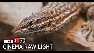 Canon C70 RAW Sample Footage 4K [upl. by Atimad]