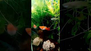 Pregnant Molly fish  pregnant fish  pregnant fish video mollyfish fish video tiktok shorts [upl. by Gerrilee]