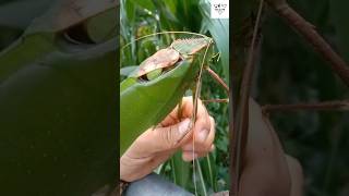 The unexpected sound of this katydid 🔊🌿 [upl. by Kcitrap]