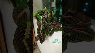 Prayer Plant Time Lapse Maranta Leuconeura [upl. by Enidualc]