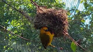 Taveta golden weavers [upl. by Orihakat68]