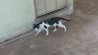 Kitten waiting for foods [upl. by Anircam]