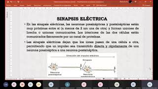 Sinapsis Eléctrica  Biología [upl. by Dorcas857]