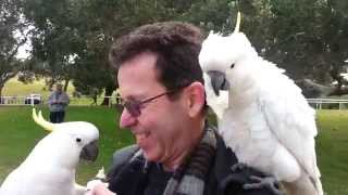 Feeding Cockatoos in Centennial Park [upl. by Lyris587]