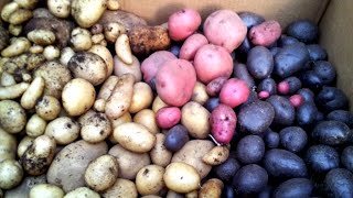 How to Cure amp Store Potatoes Keep them Away from Light [upl. by Dahs]