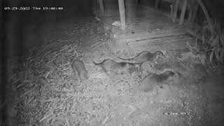 Rare sighting of a Wild otter family caught on CCTV camera [upl. by Sidwel689]