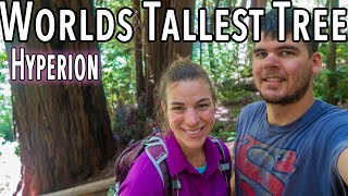 Finding Hyperion the Tallest Tree in the world Redwood National Park [upl. by Gonagle557]