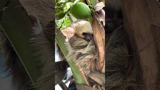 🦥 Beautiful Wild Sloth Taking a Nap [upl. by Wenz]