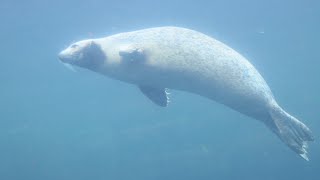 Phoque commun amp Phoque gris  Harbour Seals amp Grey Seal  Oceanopolis Brest [upl. by Samson]