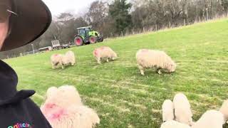 First Ewes and lambs out to the grass [upl. by Perkoff]