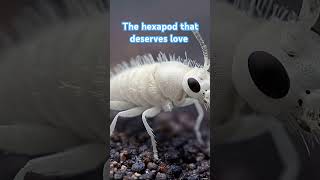 The hexapod that deserves love springtails nature [upl. by Enilecram173]