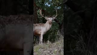 Hunt Fallow deer at Oak Creek [upl. by Oht]