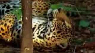 jaguar tastes the hallucinogenic effects of yage [upl. by Cadell]