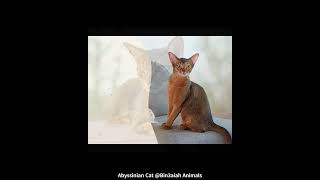 Abyssinian Cat Bin3aiah Animals [upl. by Liddle]