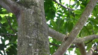 Common Gliding Lizard Draco sumatranus [upl. by Eniksre187]