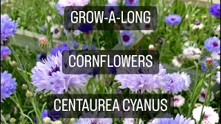 GrowAlong Cornflowers Centaurea cyanus [upl. by Carberry347]