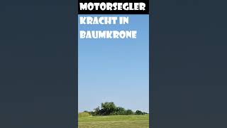 Motorsegler kracht im Baumkrone [upl. by Razal985]