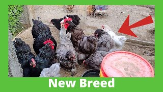 BBS Standard Cochin Chickens [upl. by Sloatman]