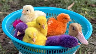 Catch millions of cute chickens colorful chickens rainbow chickens rabbits ducks cute animals [upl. by Annmarie]