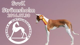 Dog Show Strömsholm 20160730 Ibizan Hound  Podenco Ibicenco [upl. by Gareth]