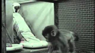 Harlows Studies on Dependency in Monkeys [upl. by Yahsel602]