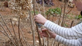 How to Prune a Limelight Hydrangea [upl. by Anirehc530]