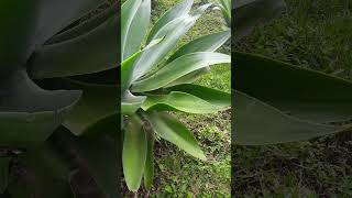 Agave attenuata 😊 parati [upl. by Mastrianni]