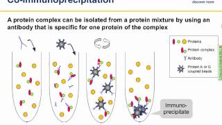 Immunoprecipitation IP principles and troubleshooting [upl. by Sirrad]