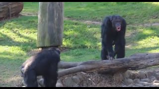 Chimpanzee sounds  Common Chimpanzee Pan troglodytes making Chimp noises [upl. by Toulon]