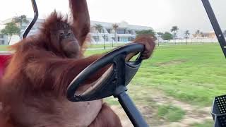 Orangutan driving golf car [upl. by Eceinaj]