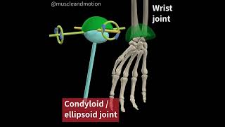 CONDYLOID JOINT [upl. by Yeslaehc]