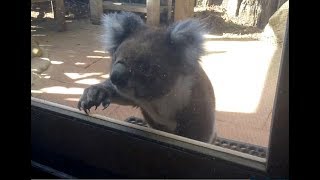 Koala Knocking On My Window  Australia [upl. by Alieka]