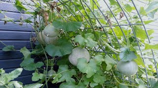 How To Grow Planting And Harvesting Cantaloupe Melons vertically trellis  planting instructions [upl. by Berriman]