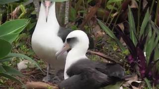 Kauai albatross father returns to Princeville to meet his new chick [upl. by Robin]