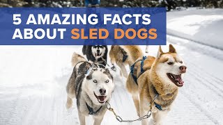 Iditarod Sled Dogs Facts To Know [upl. by Klayman]