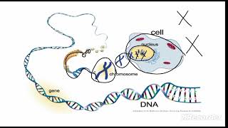 chromosomes vs Chromatin and genes  class 9 [upl. by Jovitta468]