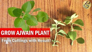 How to grow Ajwain Plant from Cuttings easily  Ajwan Plant Herb care video tips in English [upl. by Monahon]