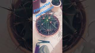 FEROCACTUS MACRODISCUS [upl. by Paapanen]