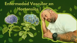 Descubre cómo detecto enfermedades vasculares en mis hortensias [upl. by Aronal979]