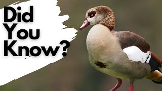 Things you need to know about EGYPTIAN GEESE [upl. by Stambaugh261]