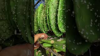 Cochineal  Insects Grafting Techniques satisfying short [upl. by Parrish]